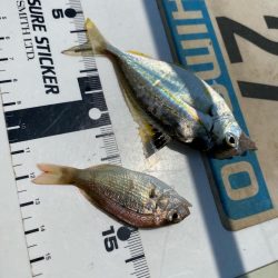 シロギスタのヒイラギスレイヤー