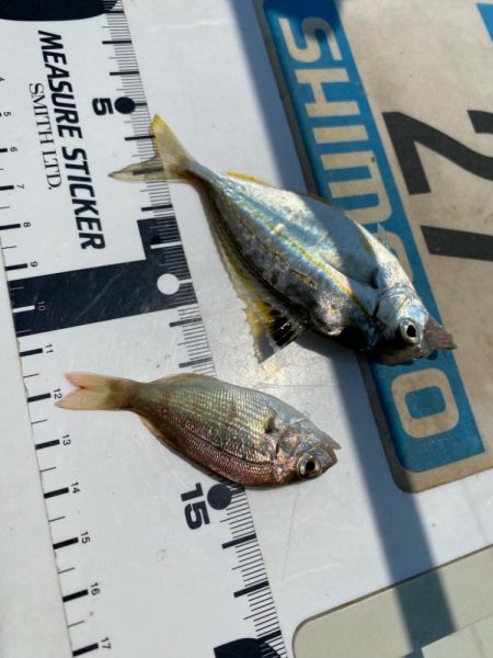 シロギスタのヒイラギスレイヤー