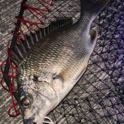 ヘチってきました