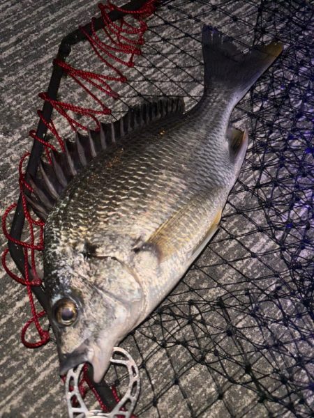 ヘチってきました