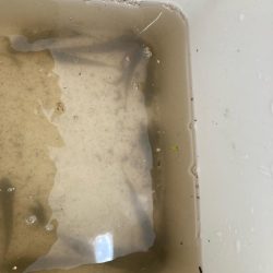 意外と大きいハゼも