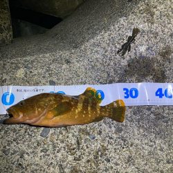 朝マヅメ根魚！