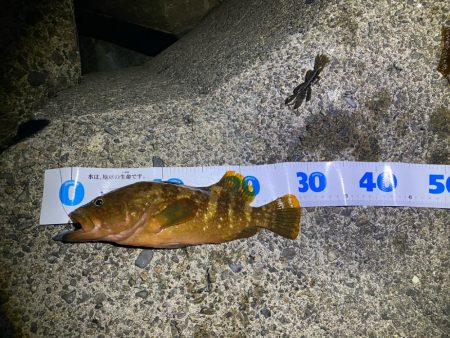 朝マヅメ根魚！