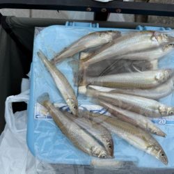 雨上がりのシロギス釣り