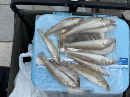 雨上がりのシロギス釣り