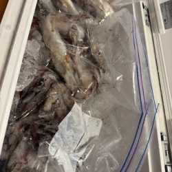 和歌山イカメタル