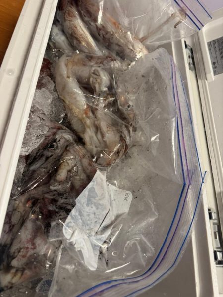 和歌山イカメタル