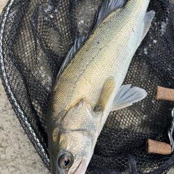 淀川チニング沖目キビレの溜まり場狙い撃ち