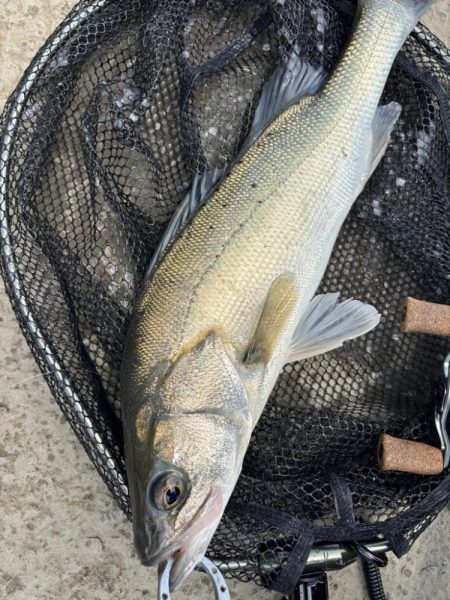 淀川チニング沖目キビレの溜まり場狙い撃ち