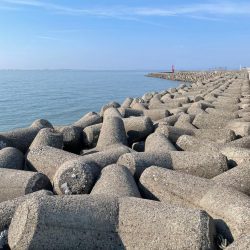 キス釣り　イソメパターンってあるの…か？