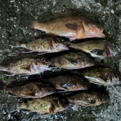 キーパーアコウを捕獲成功