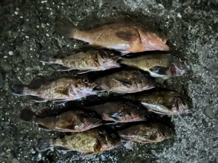 キーパーアコウを捕獲成功