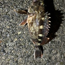 久しぶりのアコウ