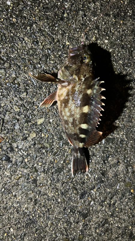 久しぶりのアコウ