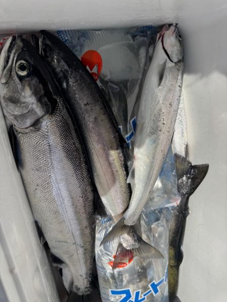 琵琶湖の宝石ビワマス