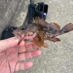 ライトエサ釣り　五目チャレンジ