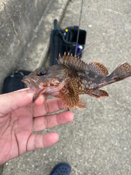 ライトエサ釣り　五目チャレンジ