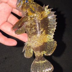 梅雨メバリング数釣り