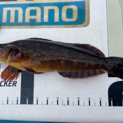 7目達成シロギスタ