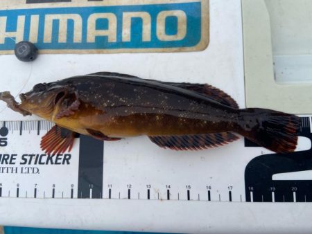 7目達成シロギスタ