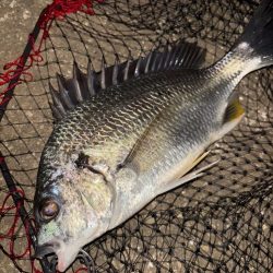 ヘチってきました