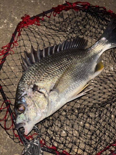 ヘチってきました