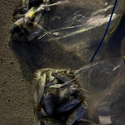 姫路アジ好調です。