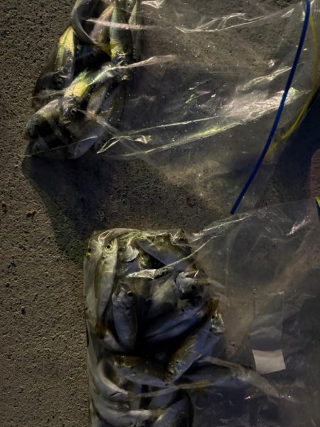 姫路アジ好調です。