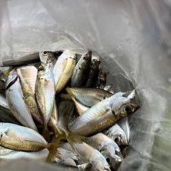 100均アミエビ +で