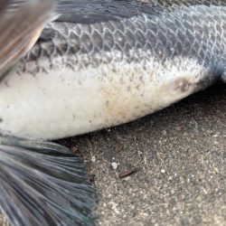 エビ撒きでガシラ、セイゴ釣れました