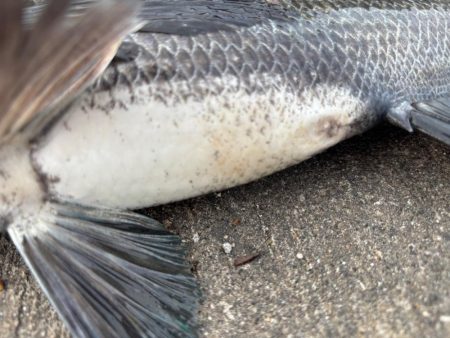 エビ撒きでガシラ、セイゴ釣れました