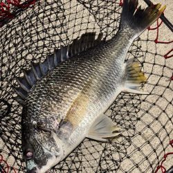 ヘチってきました