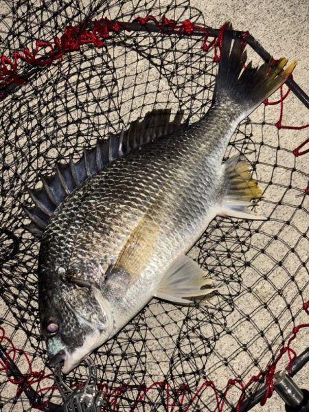 ヘチってきました