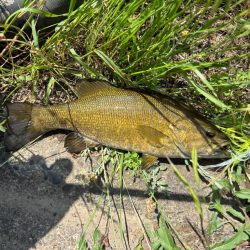 【スモールマウスバス】鬼怒川、覚醒！