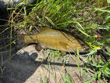 【スモールマウスバス】鬼怒川、覚醒！