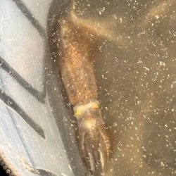 ヒイカ来ました！！