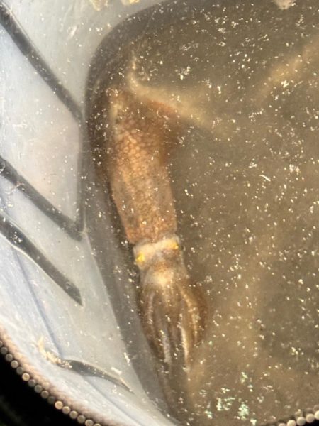 ヒイカ来ました！！