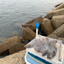 年間1匹:シロギスタのコール&レスポンス