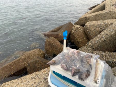 年間1匹:シロギスタのコール&レスポンス