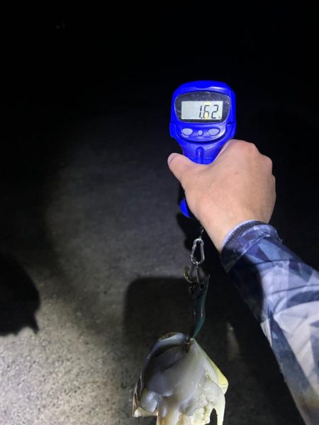 サイトエギング？