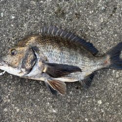 チヌの引き強くて楽しめました!