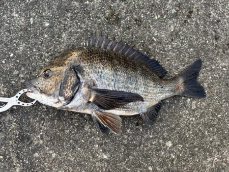 チヌの引き強くて楽しめました!