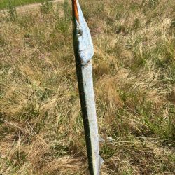 自己記録更新の75センチ