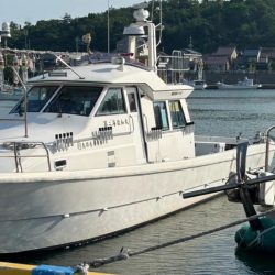 シーズン初イカ