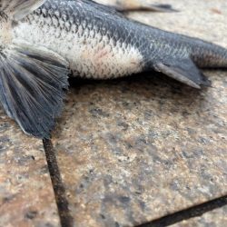 雨上がりのエビ撒き