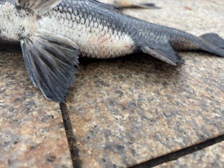 雨上がりのエビ撒き