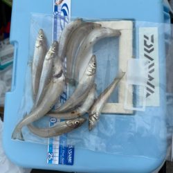 ちょい投げキス釣り