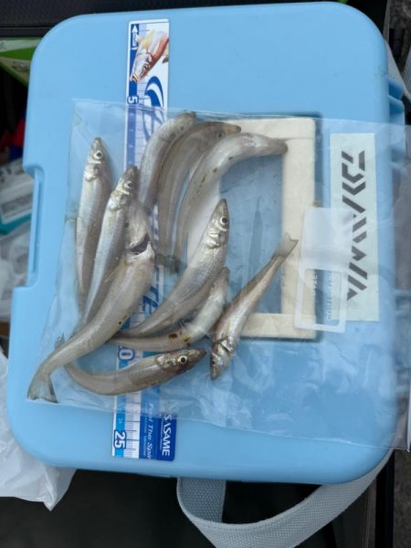 ちょい投げキス釣り