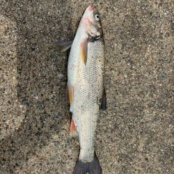 魚津港フカセ釣り