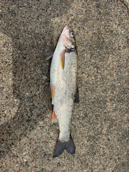 魚津港フカセ釣り